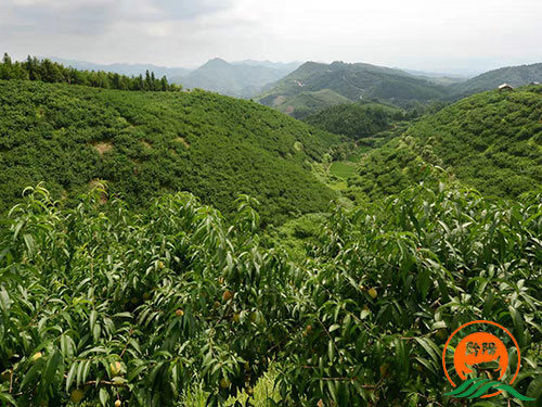 黔陽瞐大崇鄉(xiāng)黃桃產業(yè)園2
